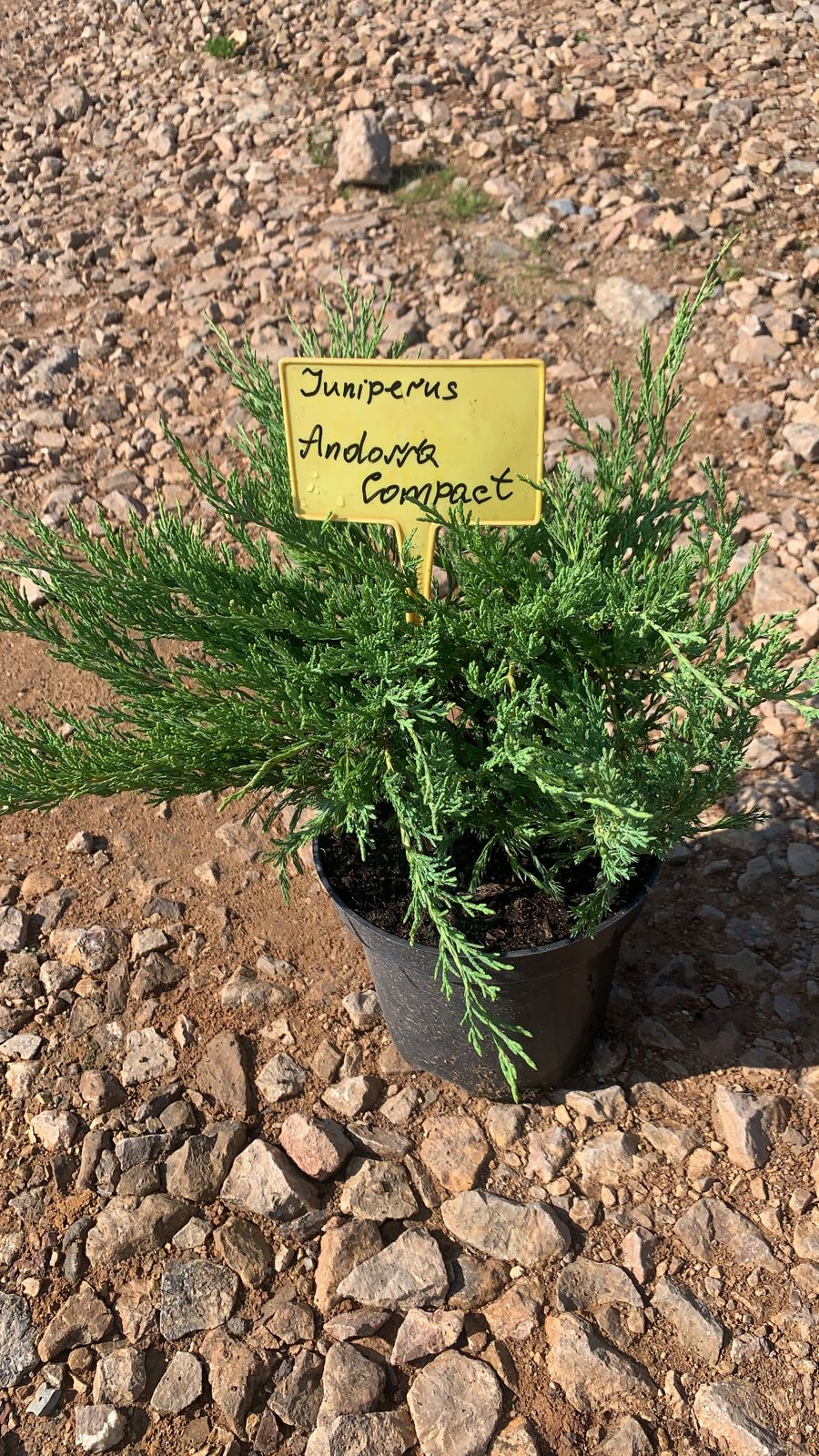 Можжевельник горизонтальный Андорра Компакта